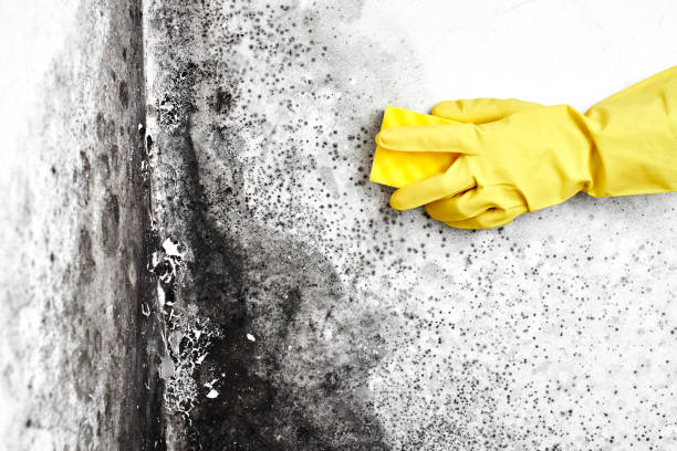 Best Mold Removal for HVAC Installations  in Poipu, HI