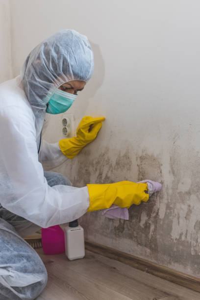 Best Mold Removal for HVAC Installations  in Poipu, HI