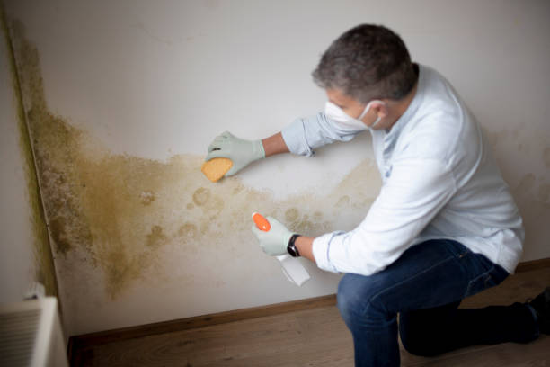 Best Forensic Mold Investigation  in Poipu, HI